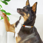 Custom Name Colorful Pet Beaded Collars – Personalized Gift for Pet Lovers Perfect for International Dog Day